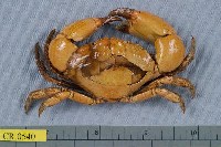 藏品(繆氏哲蟹)的圖片